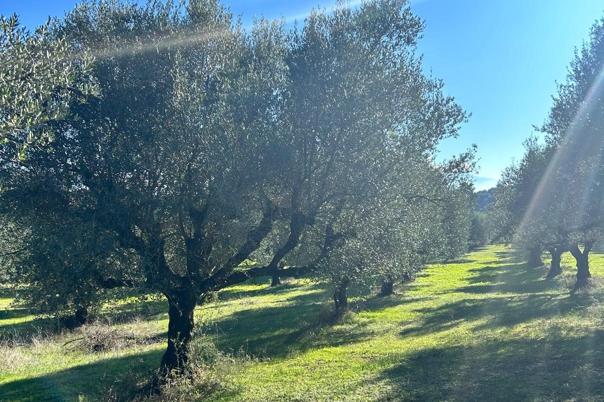 Hier kommts das ÖL der Götter